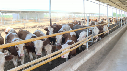 高臺 肉牛產(chǎn)業(yè)勢頭強(qiáng)勁，畜牧設(shè)備技術(shù)開發(fā)助力鄉(xiāng)村振興